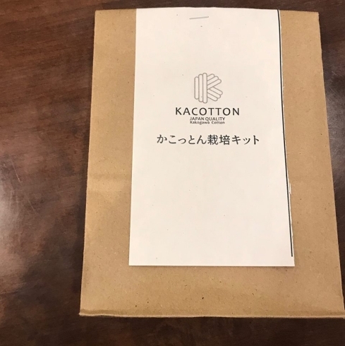 「加古川ブランドの綿花かこっとん（KACOTTON）の栽培キット販売 & 植え付けイベントが開催！！【 かこっとんファームプロジェクト 】」