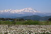 「酒田の限られた地域でのみ味わうことの出来る梨 part1」