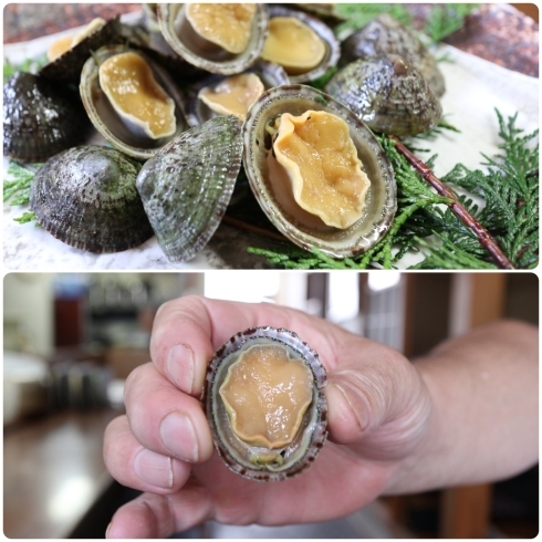 アワビより美味しい 巨大 べべ貝のバター焼き 明島 あきしま のニュース まいぷれ 松江