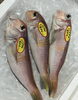 「魚魚市場鮮魚コーナーおすすめは「ハコエビ」です♪」