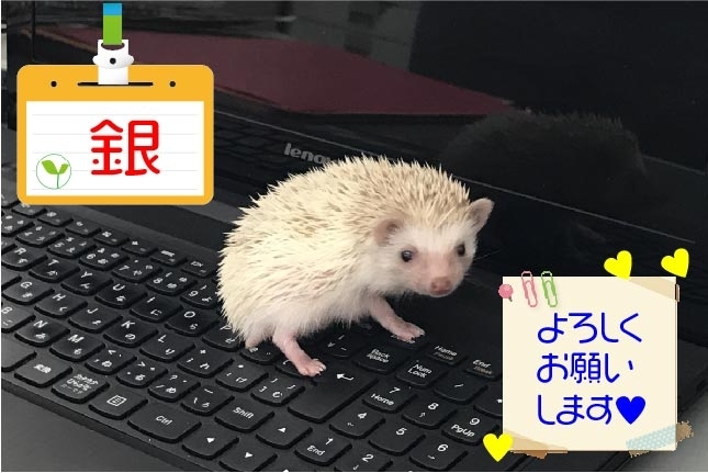 「5月14日本日入社しました！　【銀♂】よろしくお願いします。」