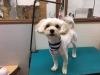 5月12日 カットコースのミニオンちゃん 犬猫のトリミング屋さんぽちのうち 犬 猫のトリミング屋さん ぽちのうちのニュース まいぷれ 船橋市