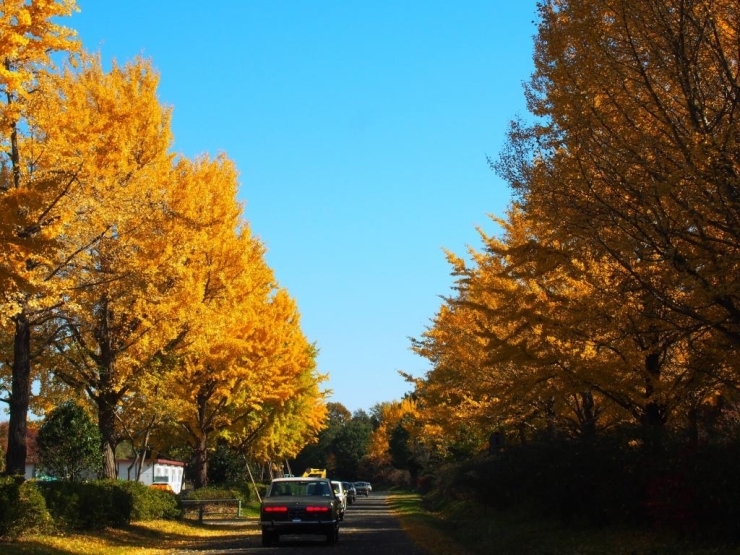 渓流広場レストラン前までのパレードが終わり、紅葉並木を走り去る昭和の名車。この組み合わせ絵になるなぁ・・・