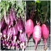 「☆カラフル野菜の小山農園、紅法師（紫水菜）、紅くるり大根も収穫開始☆」