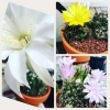 「サボテンの花、満開！」