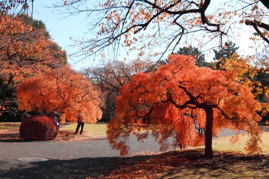 [N1] タムケヤマカエデ　独特の細い葉のカエデです。<br>木の中に入って見上げると一層強く紅葉を感じられます。