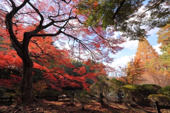 [C6] この付近はカメラを構えた多くの紅葉狩りの人でにぎわっています。