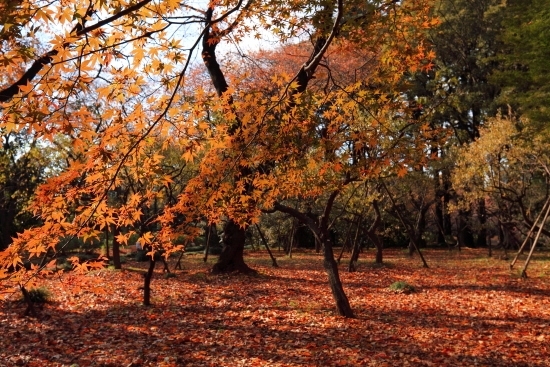 [モミジ山] １２月上旬から中旬に見事な紅葉を見ることができます。