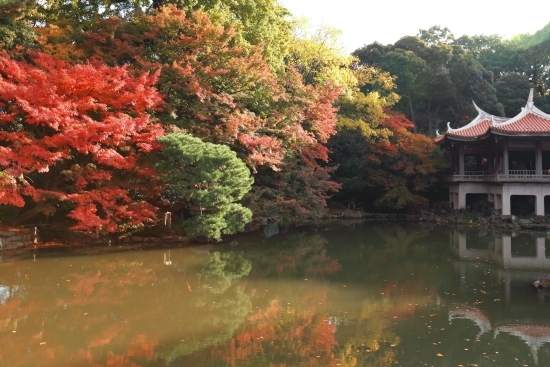[旧御凉亭] 池から見ると、建物と紅葉を楽しむことができます。