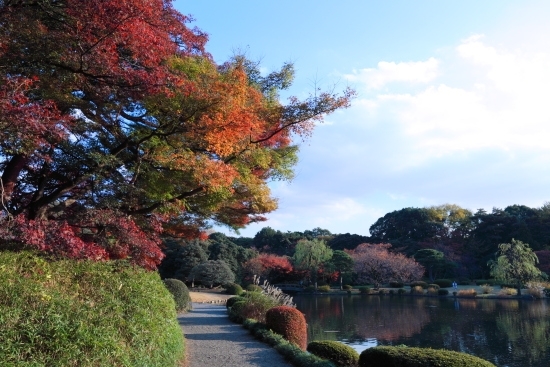 [W3に近い東屋付近] 東屋(休憩所)そばの紅葉も見事です。