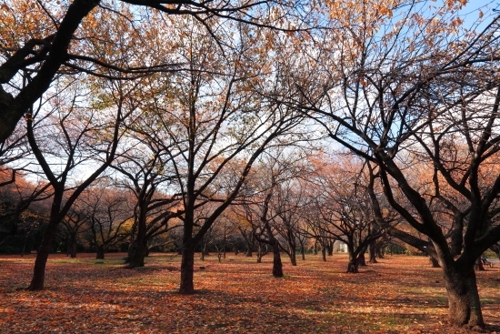 [桜園地] １１月上旬から１２月初旬は、桜の黄色から柿色の黄葉を楽しむことができます。<br>また、ジュウガツザクラもあり、９月中旬から１２月頃、４月頃に開花します。