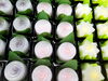 「涼菓*   水まんじゅう」