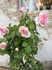 「薔薇 」