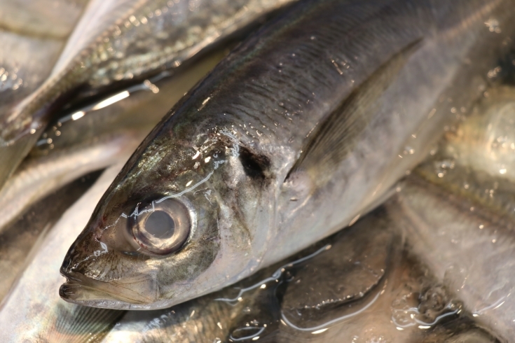 「八千代市、佐倉市の鮮魚店   　 魚や山粋（ヤマスイ）　長崎　脂の有る真あじ」