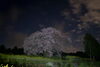 「夜桜」