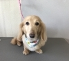 5月29日 カットコースのハリーちゃん 犬猫のトリミング屋さんぽちのうち 犬 猫のトリミング屋さん ぽちのうちのニュース まいぷれ 船橋市