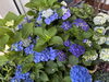 「夏至に飾る紫陽花守り」