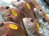 「魚魚市場鮮魚コーナーおすすめは「カナトフグ」です♪」