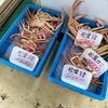 「週末に向けてカニ買ってきました」
