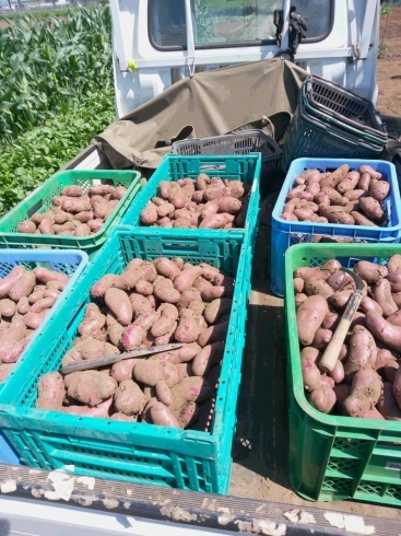 「☆カラフル野菜の小山農園、カラフルジャガイモ絶好調です☆」