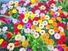 花手水in住吉神社21 はじまる 有限会社 小樽フラワーのニュース まいぷれ 小樽市