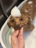 りんご酵素風呂「🐶スピッツ、マルポメ、トイプードル、トリミングのお友達🐣」