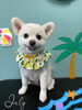 「お友達♡ Dog salon mofu mofu 余市町」