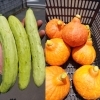 「☆カラフル野菜の小山農園、夏野菜絶好調です！☆」