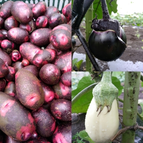 「☆カラフル野菜の小山農園、梅雨空でも収穫中☆」