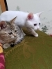 子猫の里親募集中です Petit Current プチカレン のニュース まいぷれ 宮崎
