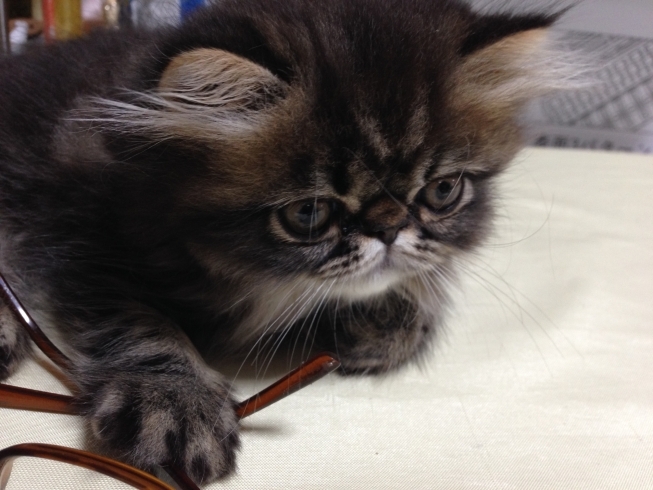 可愛い仔猫生まれています 猫のブリーダーkureha Forest クレハフォレスト のニュース まいぷれ 富山