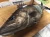 「山北産あら、5キロ物、素晴らしいです。」