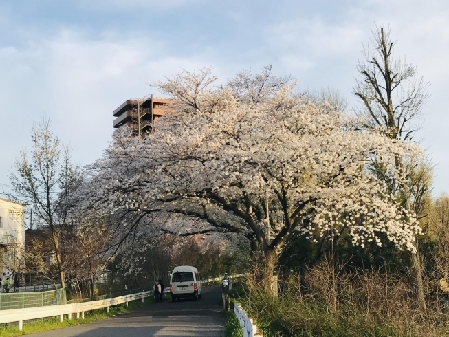 「🌸桜満開🌸　続編」