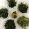 「苔入荷しました！」