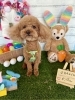 トイプードル　カット「🐶ミックス、トイプードル、ジャック、トリミングのお友達🐇🪺」