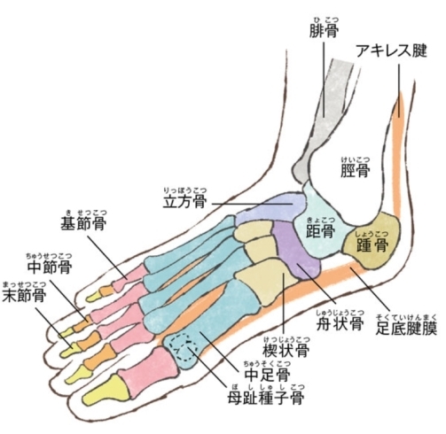 「足の悩み、トラブル。歩行指導、フットケア、足のアーチ矯正」