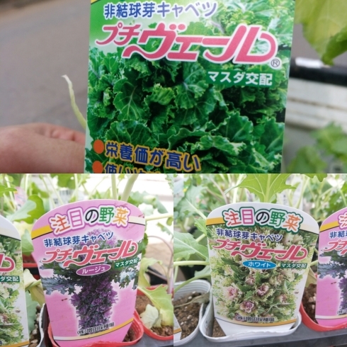 「☆カラフル野菜の小山農園、秋に向けて始動！☆」