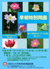 「早朝特別開園：美しく開花するハナハスを観察しよう！」