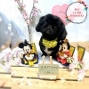 ペキニーズ　カット「🐶ミックス犬、チワワ、ペキニーズ、トリミングのお友達🌸」