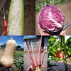 「☆カラフル野菜の小山農園、新鮮野菜で夏バテ防止！☆」