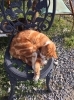「可愛い猫ちゃん♡こはるくーん」