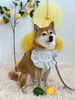 わんことレモン🍋 | MARSHMALLOW・DOG（マシュマロ ドッグ）のニュース