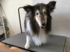 7月3日 カットコースのひなちゃん 犬猫のトリミング屋さんぽちのうち 犬 猫のトリミング屋さん ぽちのうちのニュース まいぷれ 船橋市
