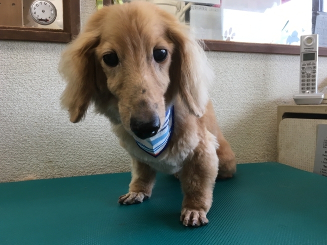 7月11日 カットコースのマックスちゃん 犬猫のトリミング屋さんぽちのうち 犬 猫のトリミング屋さん ぽちのうちのニュース まいぷれ 船橋市