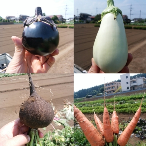 「☆カラフル野菜の小山農園、アロマレッド（人参）、黒丸大根も収穫可能になりました☆」