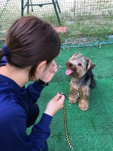 「しつけ教室のお知らせ」