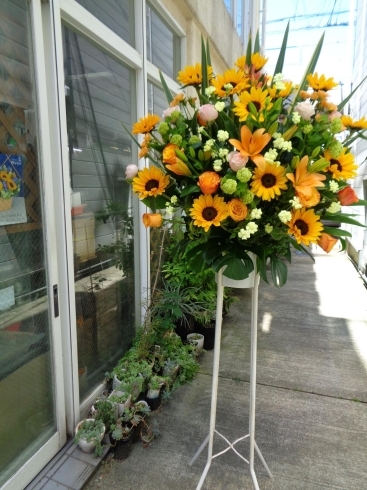 お祝いのスタンド花「ベンジャミン（観葉植物）入荷とスタンド花！」