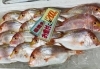 「魚魚市場鮮魚コーナーおすすめは「ヤリイカ・赤カマス」です♪」
