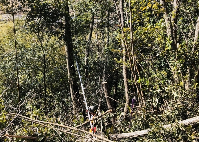 切り倒す木にハシゴをかけている仲間「【薪ストーブで節電】フリーコンセプションオーナー山林整備のボランティアに参加」