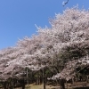 まだまだある！お花見スポット【上尾市編】